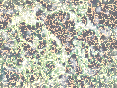 xm007016.gif
