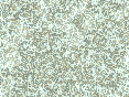 xm007013.gif