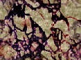 xm007004.gif