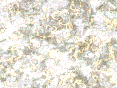xm007003.gif