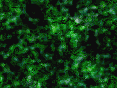 xm006962.gif