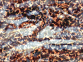 xm006891.gif