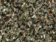 xm007586.gif