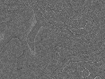 xm007516.gif
