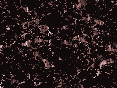 xm007495.gif