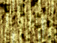 xm007429.gif