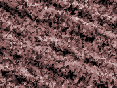 xm007401.gif