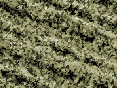 xm007400.gif