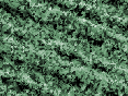 xm007399.gif