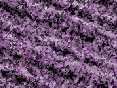xm007397.gif
