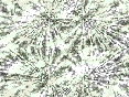 xm007340.gif