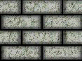 xm008286.gif