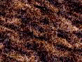 xm008262.gif