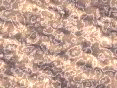 xm008178.gif