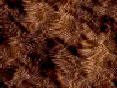 xm008174.gif