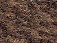 xm008161.gif