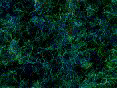 xm008115.gif