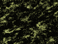 xm008097.gif