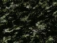 xm008096.gif