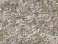 xm008050.gif