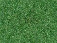 xm008033.gif