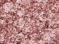 xm008022.gif