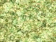 xm008020.gif