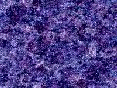 xm008019.gif