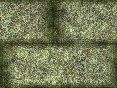 xm008016.gif