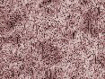 xm007991.gif