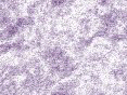 xm007988.gif