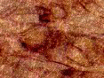 xm007932.gif