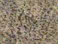 xm007931.gif