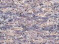 xm007922.gif