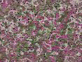 xm007919.gif