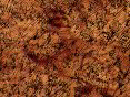 xm007908.gif