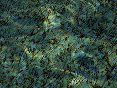 xm007907.gif