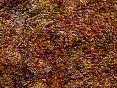 xm007904.gif