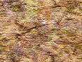 xm007903.gif