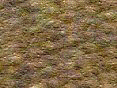 xm007894.gif
