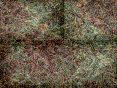 xm007882.gif
