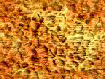 xm007876.gif