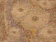 xm008689.gif