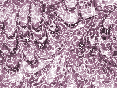 xm008688.gif