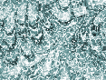 xm008686.gif