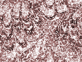 xm008684.gif