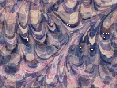 xm008653.gif