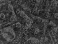 xm008617.gif