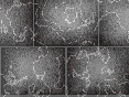 xm008565.gif