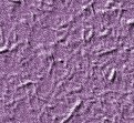 xm008499.gif